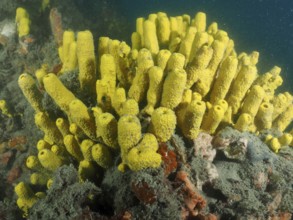 Yellow golden sponge (Aplysina aerophoba) in a dense cluster. Dive site wreck Giuseppe Dezza, Pula,
