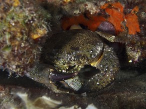 A crab, Warty Crab (Eriphia verrucosa), skilfully hiding between rocks. Dive site House Reef,