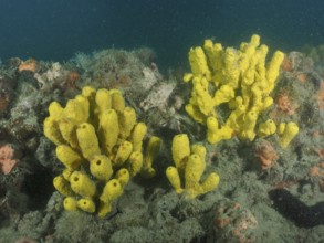 Underwater photo of yellow sponges, golden sponge (Aplysina aerophoba) . Dive site wreck Giuseppe