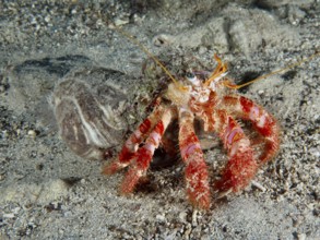 A Red Hermit Crab (Dardanus calidus) with bright red legs on sand under water. Dive site House