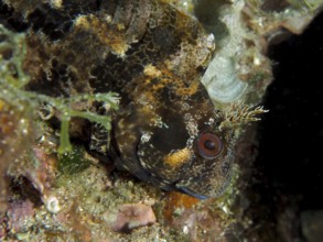 Close-up of Tompot blenny (Parablennius gattorugine) hiding among algae in the marine environment.