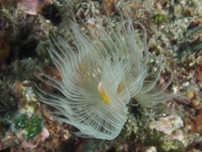 Protula tubularia (Protula tubularia) unfolds elegantly on the reef. Dive site Muzil, Stoja, Pula,