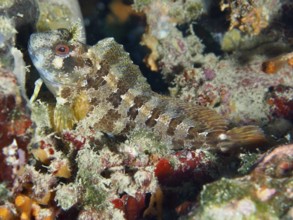 Tompot blenny (Parablennius gattorugine) resting on the bottom of a reef. Dive site Fraskeric,