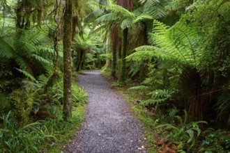 A narrow path through a lush forest with dense ferns and moss-covered trees, Roaring Billy Falls,