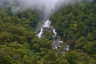 A mighty waterfall breaks through the dense green of the forest in the mist, Roaring Billy Falls,