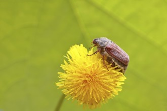 Maikäfer, Feldmaikäfer (Melolontha melolontha), Weibchen auf Blüte eines Löwenzahn (Taraxacum),