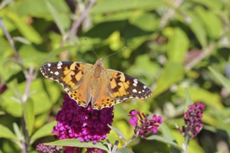 Distelfalter (Vanessa cardui) auf einer Blüte des Sommerflieders (Buddleja davidii), Wilnsdorf,