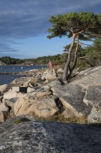 Pine trees and falun red boathouse on granite rocks, Resö Island, Bohuslän, Skagerrak, Sotenäs,