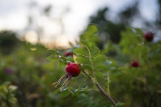 Needle rose (Rosa acicularis), rose hips, Resö Island, Bohuslän, Skagerrak, Sotenäs, Västra