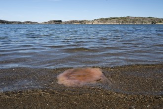 Fire jellyfish lying on the beach, Resö Island, Bohuslän, Skagerrak, Sotenäs, Västra Götalands län,