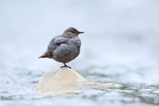 Grey White-throated Dipper (Cinclus mexicanus) standing on a rock in the water, Waterton Lakes