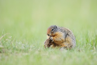 Columbia ground squirrel (Urocitellus columbianus, Spermophilus columbianus) feeding in a meadow,
