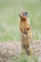 Columbia ground squirrel (Urocitellus columbianus, Spermophilus columbianus) standing upright on