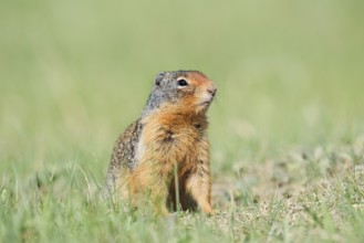 Columbia ground squirrel (Urocitellus columbianus, Spermophilus columbianus), Jasper National Park,