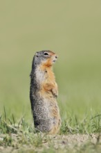 Columbia ground squirrel (Urocitellus columbianus, Spermophilus columbianus) standing upright in a