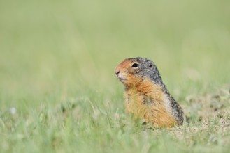 Columbia ground squirrel (Urocitellus columbianus, Spermophilus columbianus) looking out of the