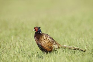 Hunting pheasant (Phasianus colchicus), cock standing in a meadow, North Rhine-Westphalia, Germany