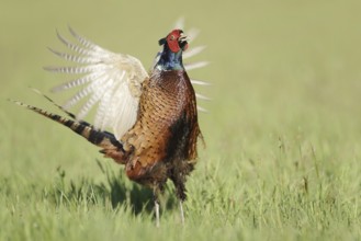 Hunting pheasant (Phasianus colchicus), cock mating in a meadow, North Rhine-Westphalia, Germany