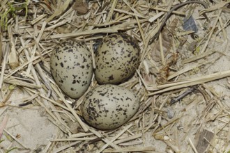 Oystercatcher (Haematopus ostralegus), clutch in nest, North Holland, Netherlands