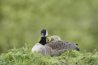 Canada goose (Branta canadensis) with chicks, North Rhine-Westphalia, Germany