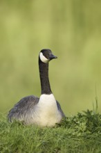 Canada goose (Branta canadensis) sitting on the bank, North Rhine-Westphalia, Germany