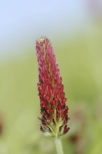 Purple clover or foxtail clover (Trifolium rubens), inflorescence, North Rhine-Westphalia, Germany