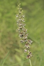 Broad-leaved helleborine or broad-leaved marsh orchid (Epipactis helleborine), inflorescence, North