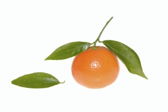 Clementine (Citrus clementina), fruit and leaves on a white background