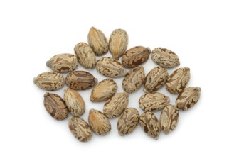 Miracle tree or castor oil plant (Ricinus communis), seeds on white background