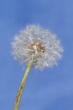 Common dandelion (Taraxacum sect. Ruderalia), dandelion, North Rhine-Westphalia, Germany