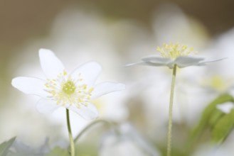 Wood anemone (Anemone nemorosa), flowers, North Rhine-Westphalia, Germany