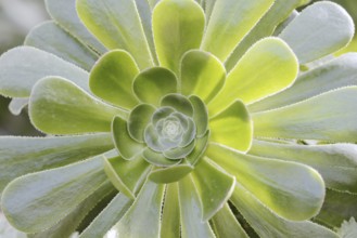 Golden yellow aeonium or roofroot (Aeonium holochrysum), rosette of leaves, Tenerife, Canary