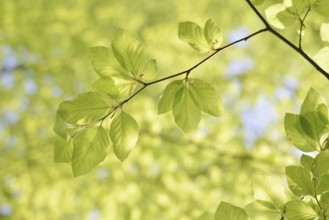 European beech (Fagus sylvatica), leaves in spring, North Rhine-Westphalia, Germany