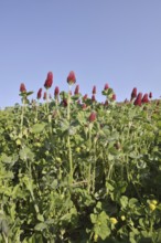 Purple clover or foxtail clover (Trifolium rubens) flowering, North Rhine-Westphalia, Germany