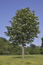 Horse chestnut (Aesculus hippocastanum) flowering in spring, North Rhine-Westphalia, Germany