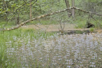 Flowering European water feather or water primrose (Hottonia palustris) in a pond, North