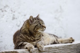 Domestic cat (Felis catus) lying on a wooden bench, Brittany, France