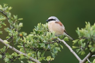 Red-backed shrike (Lanius collurio), male, North Rhine-Westphalia, Germany