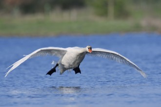 Mute swan (Cygnus olor) flying over a lake, North Rhine-Westphalia, Germany