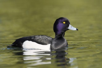 Tufted Duck (Aythya fuligula), swimming drake, North Rhine-Westphalia, Germany