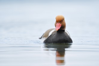 Red-crested pochard (Netta rufina), swimming drake, Lake Constance, Baden-Württemberg, Germany