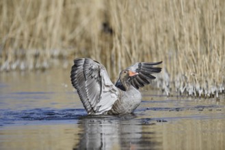 Greylag goose (Anser anser), flapping wings, North Rhine-Westphalia, Germany
