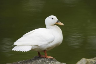Domestic duck (Anas platyrhynchos f. domestica), North Rhine-Westphalia, Germany