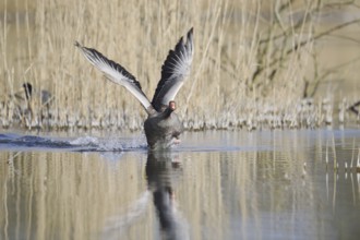 Greylag goose (Anser anser) flying up, North Rhine-Westphalia, Germany