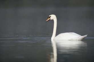 Mute swan (Cygnus olor), North Rhine-Westphalia, Germany