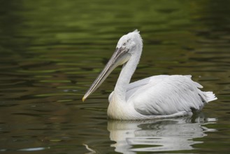 Dalmatian Pelican (Pelecanus crispus), swimming, Lake Kerkini, Central Macedonia, Greece