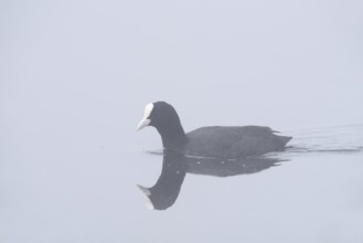 Eurasian Coot (Fulica atra) swimming in the morning mist, North Rhine-Westphalia, Germany