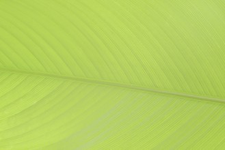 Ornamental banana or Abyssinian banana (Ensete ventricosum), leaf detail, ornamental plant, North