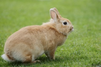 Dwarf rabbit (Oryctolagus cuniculus forma domestica) in a meadow, North Rhine-Westphalia, Germany