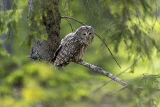 Ural owl (Strix uralensis), owl, on a branch, Koroska, Slovenia